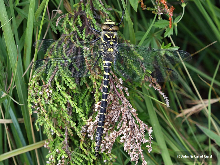 J17_2105 Cordulegaster boltonii female.JPG